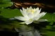 Weiße Blume im Wasser