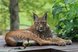 Luchs liegt entspannt auf einer Holzplattform in naturnaher Umgebung