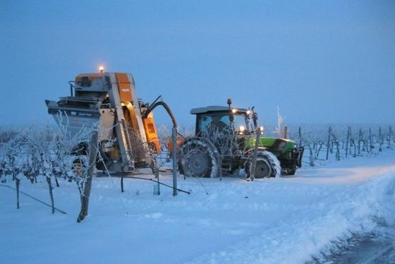 Weingut Loos - Apetlon - Nordburgenland