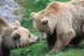 Zwei Braunbären stehen sich auf einer Wiese gegenüber