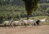 Lipizzanergestüt Piber - Köflach - Südsteiermark