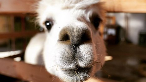 Nahaufnahme eines neugierigen Alpakas hinter einem Holzzaun mit flauschigem Fell und besonders ausdrucksstarkem Gesicht