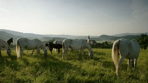 Lipizzanergestüt Piber