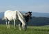 Lipizzanergestüt Piber - Köflach - Südsteiermark