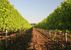 Weingut Loos - Apetlon - Nordburgenland