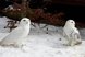 Zwei Schneeeulen stehen auf einer verschneiten Fläche