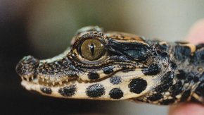 Reptilienzoo Happ