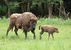 Cumberland Wildpark Grünau - Grünau im Almtal - Salzkammergut