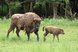 Wisent mit Jungtier auf einer Wiese vor einem Wald