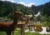 Gschnitzer Alpaka - Gschnitz in Tirol - Wipptal