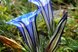 Blaue Blume in der Wiese