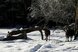 Hirsche stehen auf einer verschneiten Wiese in winterlicher Waldlandschaft