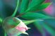 Rosa Knospe