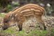 Wildschweinbaby auf einer Wiese bei der Nahrungssuche