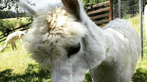 Zutraulicher Esel auf einer grünen Wiese, der gerade aus der Hand gefüttert wird