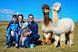 Familie mit Alpakas