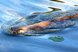Biber schwimmt im Wasser