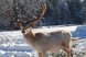 Weißer Hirsch mit großem Geweih in einer verschneiten Winterlandschaft