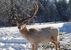 Cumberland Wildpark Grünau - Grünau im Almtal - Salzkammergut