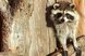 Waschbär steht auf einem Baumstamm vor einer Holzwand
