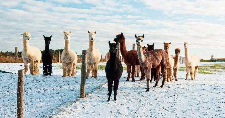 Alpakaherde im Schnee