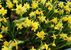 Blumen Bergmoser Erlebnisgärtnerei - Frankenmarkt - Attersee-Attergau