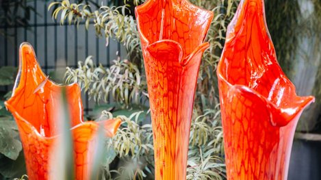 Leuchtend rote, blütenartige Pflanzen ragen aus dem Wasser vor einer grünen Gartenkulisse