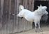 Bärenhof Berghausen - Ehrenhausen - Südsteiermark, Schilcherland & Lipizzanerheimat