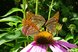 Lila Blume mit 3 Schmetterlingen