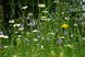 Schöne Blumenwiese