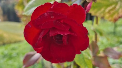 Leuchtend rote Blüte in voller Pracht vor einem sanften, natürlich verschwommenen Hintergrund