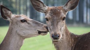 Cumberland Wildpark Grünau
