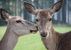 Cumberland Wildpark Grünau - Grünau im Almtal - Salzkammergut