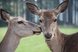Zwei Hirsche stehen auf einer Wiese und berühren sich mit den Köpfen
