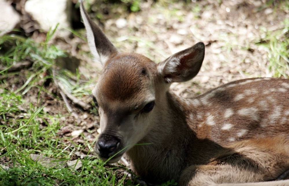 Alpen Wildpark & Naturstadel - Feld am See - Nockberge