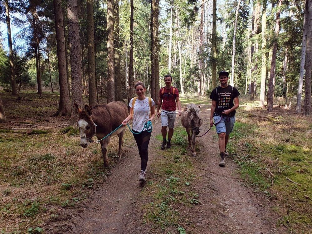 Esel-Erlebniswerkstatt - Eggenburg - Waldviertel