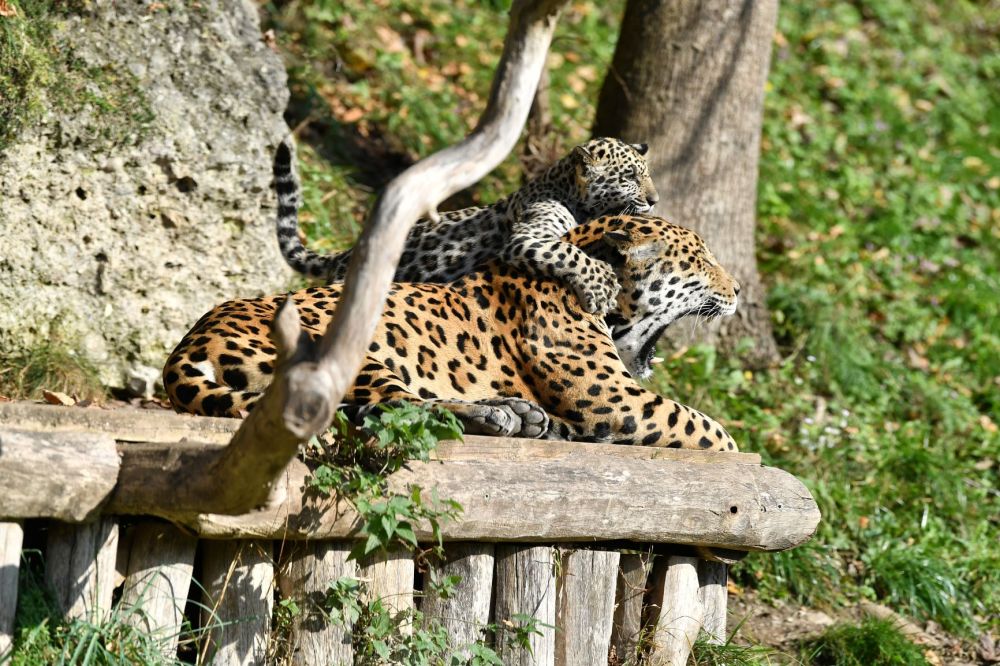 Zoo Salzburg Hellbrunn - Anif - Salzburg und Umgebung