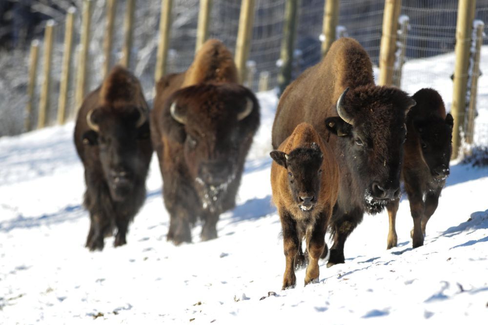 Tatanka Bisonzucht - Kirchbach-Zerlach - Südsteiermark, Schilcherland und Lipizzanerheimat