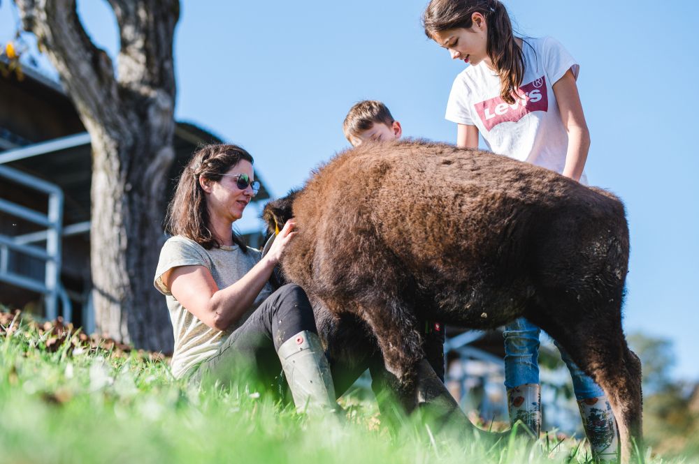 Tatanka Bisonzucht - Kirchbach-Zerlach - Südsteiermark, Schilcherland und Lipizzanerheimat