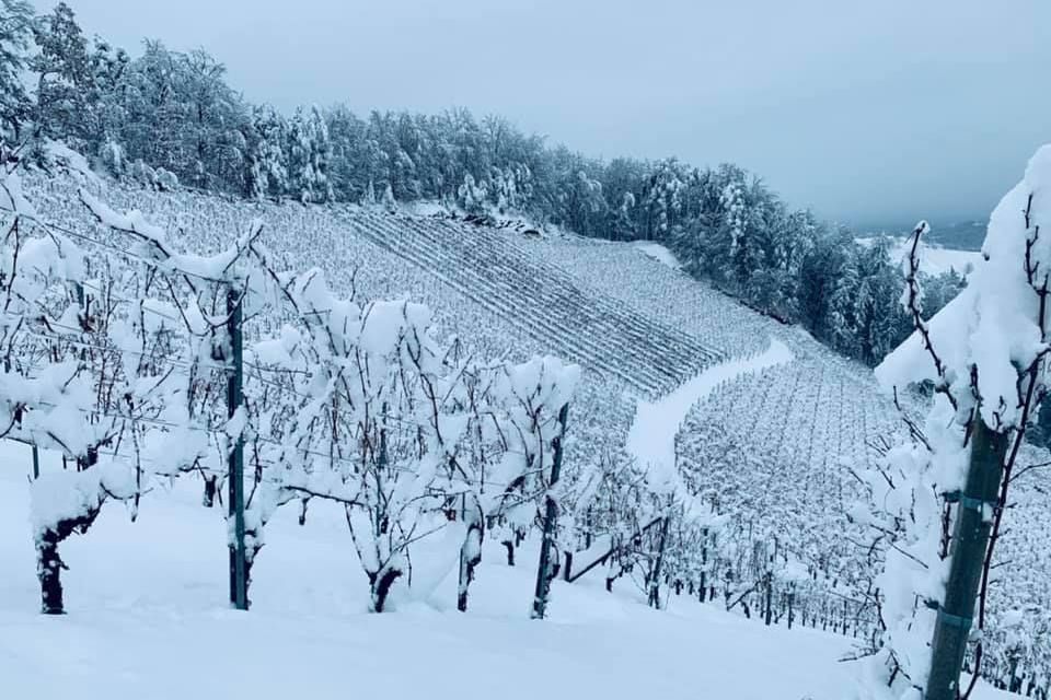 Weingut & Gästehaus Wildbacher - Eichberg-Trautenburg - Südsteiermark, Schilcherland & Lipizzanerheimat