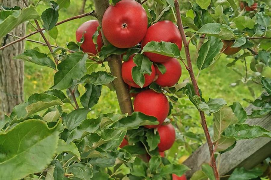 Sonnenobst Familie Habeler - Wiesen - Nordburgenland