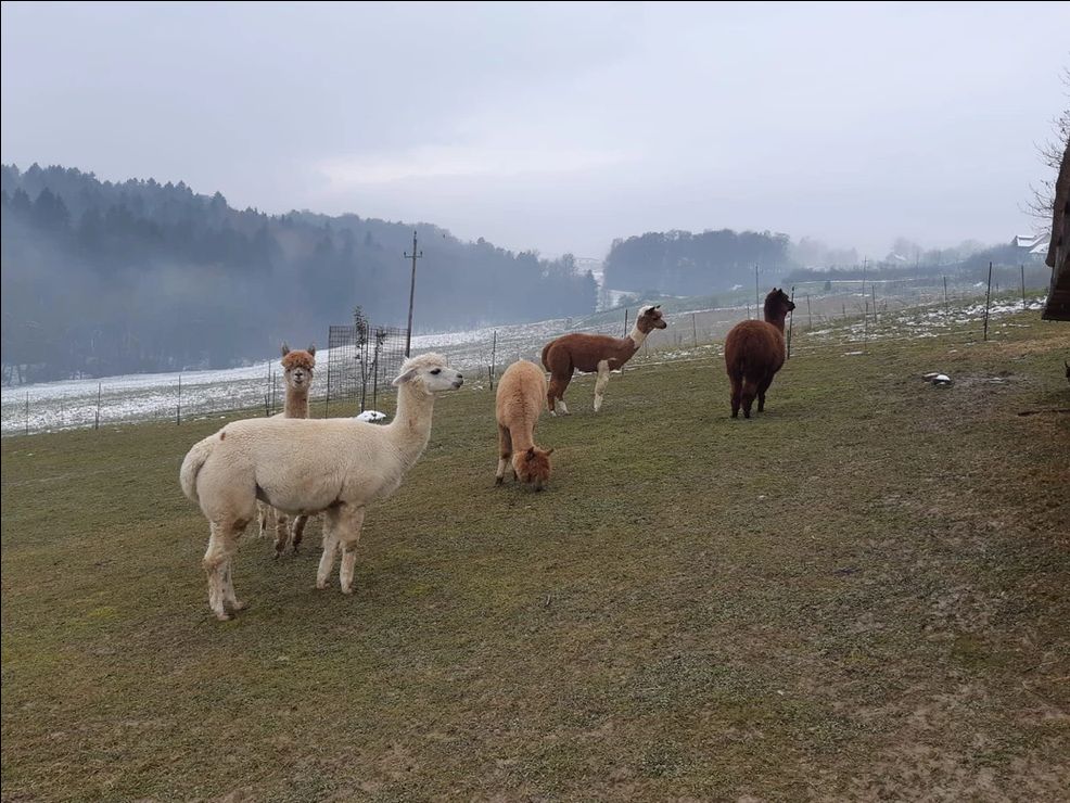 Alpakawelt Fruhmann - Heiligenkreuz am Waasen - Südsteiermark, Schilcherland & Lipizzanerheimat