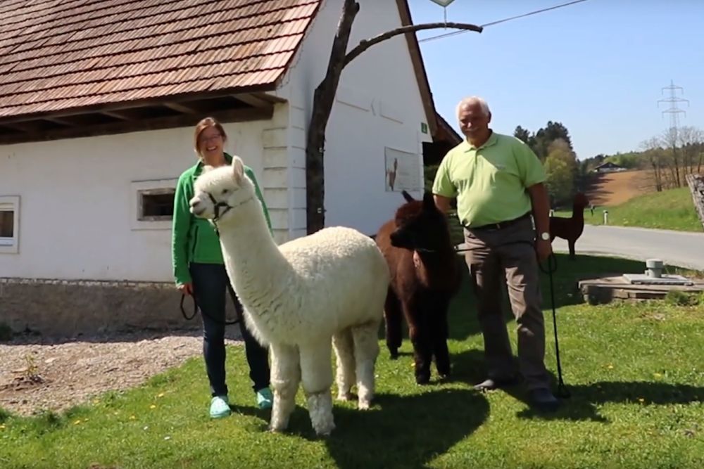 Schilcherland-Alpaka - Groß Sankt Florian / Unterbergla - Südsteiermark, Schilcherland & Lipizzanerheimat