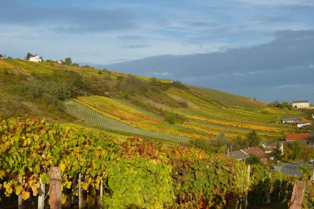 Bio-Weingut und Gästezimmer Reiger: Bauernhof - Zimmer - Eisenberg an
